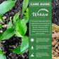 Turmeric Plant - Live Starter Plants - Curcuma Longa - Grow Your Own Spices in The Garden