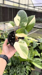 Sno White Homalomena - 1 Live Plant in a 4 Inch Pot - Homalomena Occulta Variegata - Extremely Rare Variegated Indoor Houseplant