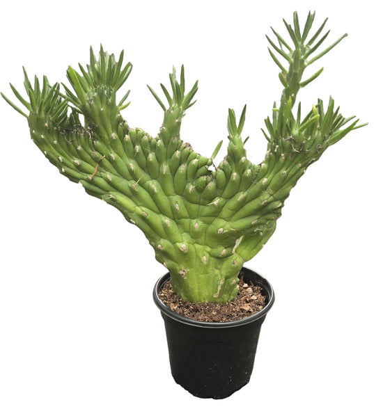 Crested Eve&