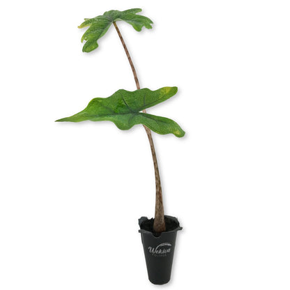 Alocasia Jacklyn - Live Starter Plants in 2 Inch Grower&