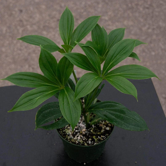 Medinilla Plant - 1 Live Starter Plant - Florist Quality Beautiful Easy Care Indoor Outdoor Tree