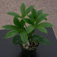 Medinilla Plant - 1 Live Starter Plant - Florist Quality Beautiful Easy Care Indoor Outdoor Tree