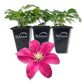 Clematis Issey - Live Starter Plants - Beautiful Velvety Red Blooms Flowering Vine Ready for The Garden