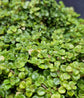 Sao Paulo Friendship Plant - Live Starter Plants - Pilea Depressa - Beautiful Texture Compact Indoor Plant