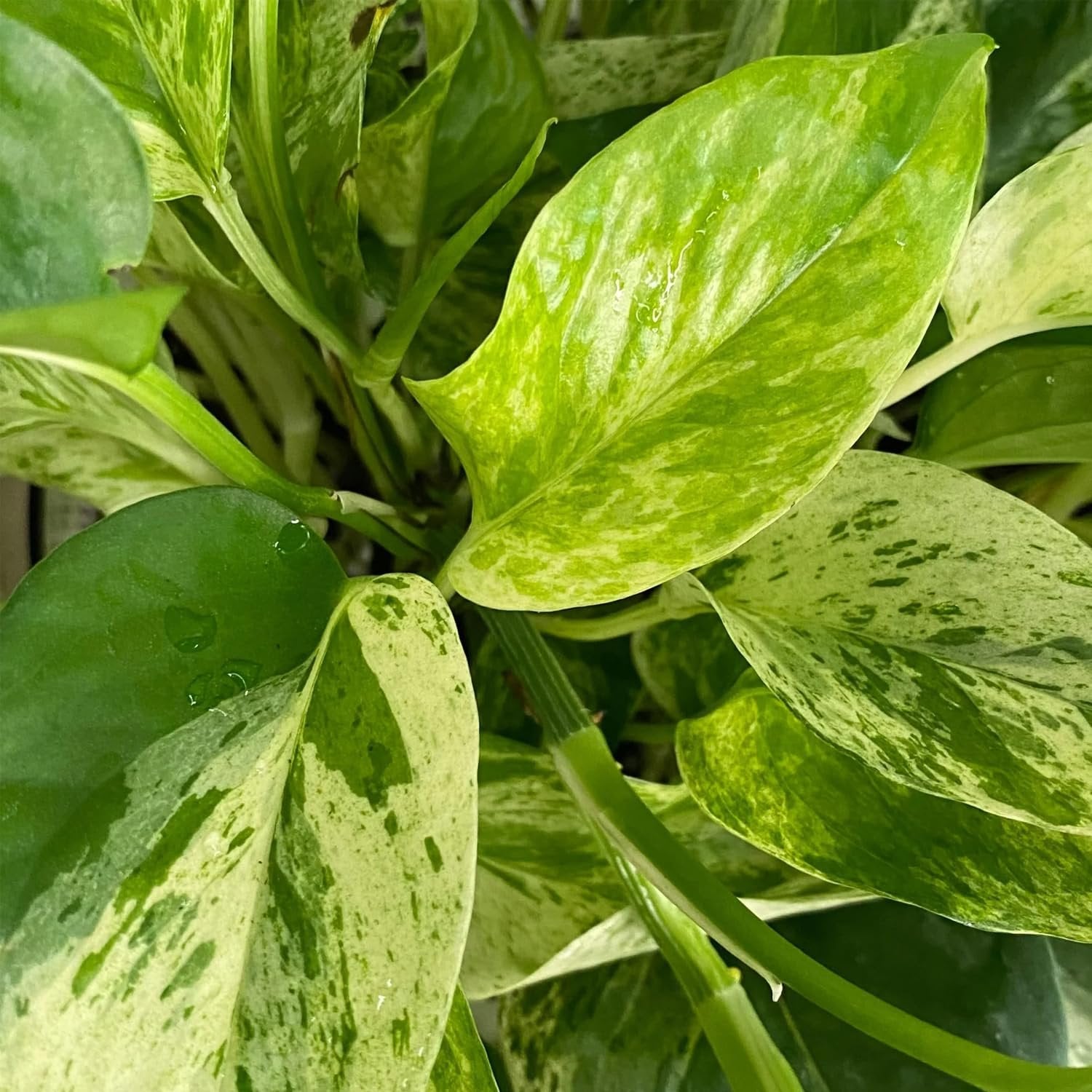 marble queen pothos hanging Wekiva Foliage Marble Queen Pothos Hanging Basket-Live Plant in an 8 Inch Hanging Basket-Epipremnum Aureum-Foliage Houseplant