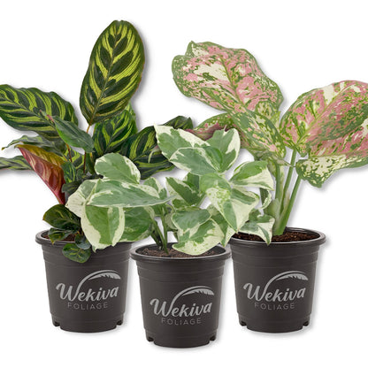 Signature Botanics Houseplant Collection - Live Plants In 4 Inch Growers Pots - Growers Choice - Elegant and Beautiful Easy Care Indoor Foliage Perfect for Home or Office