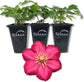 Clematis Ernest Markham - Live Starter Plants in 2 Inch Pots - Starter Plants Ready for The Garden - Beautiful Maroon Flowering Vine