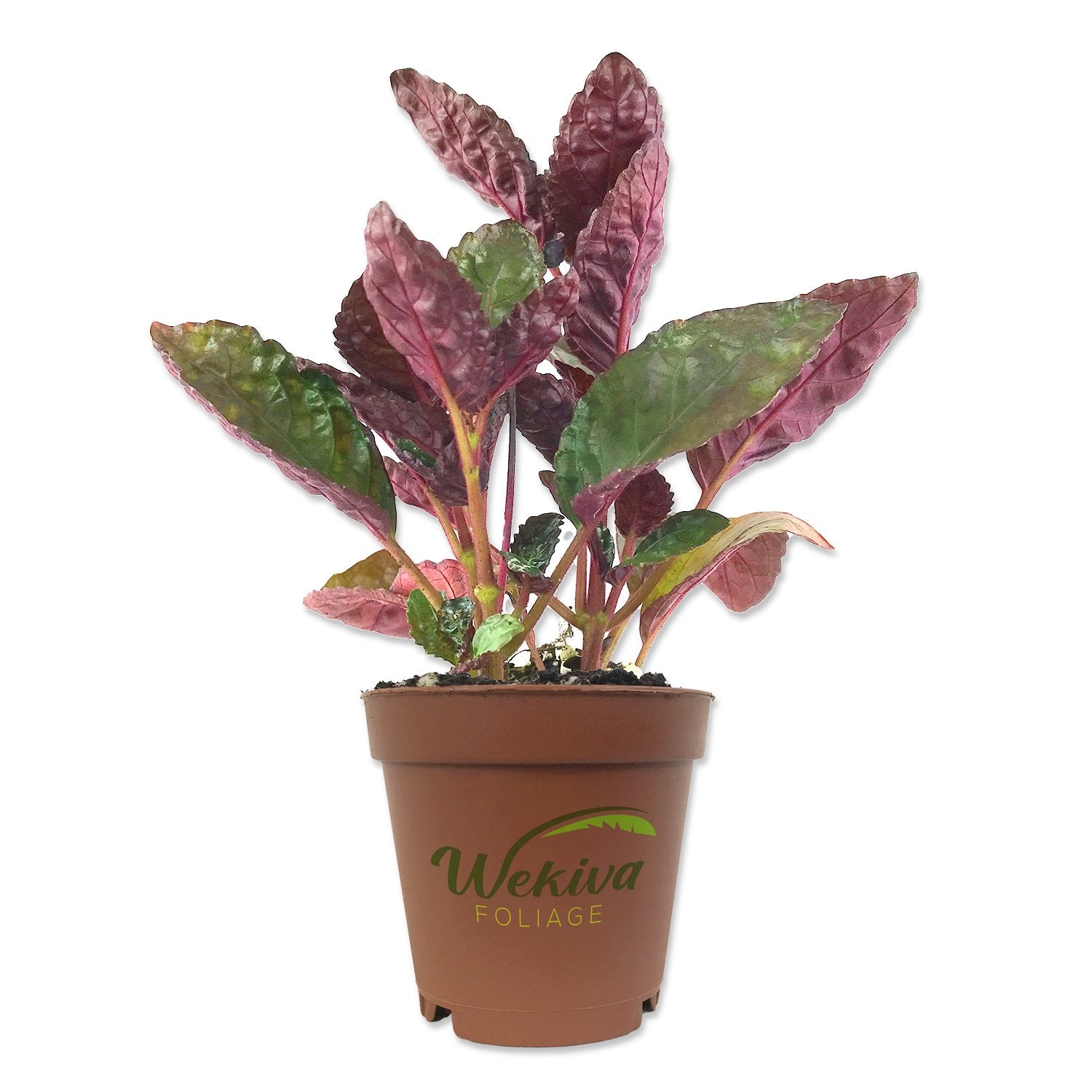 purple waffle house plant Purple Waffle Plant - Live Starter Plant in a 2 Inch Pot