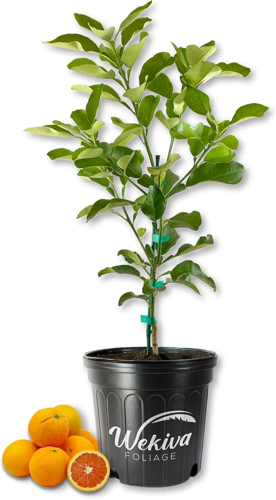 Cara Cara Navel Orange Tree - Live Plants in 2 Gallon Pots - Florida Only - Fruit Bearing Citrus for Patio and Garden