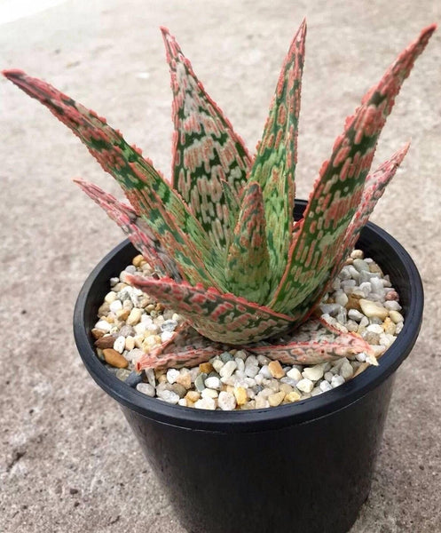 blush succulent Pink Blush Aloe - Live Plants in 4 Inch Pots - Aloe 'Pink Blush'