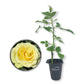 Saint Patrick Rose Bush - Live Starter Plants - Beautiful Colorful Hybrid Tea Rose - Versatile Beauty with Large Greenish to Golden Blooms