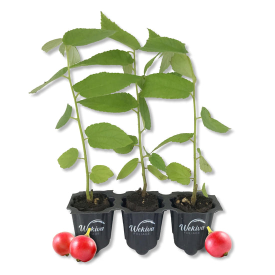 Jamaican Cherry Tree - Strawberry Tree - 3 Live Starter Plants - Muntingia Calabura - Edible Fruit Bearing Tree for The Patio and Garden