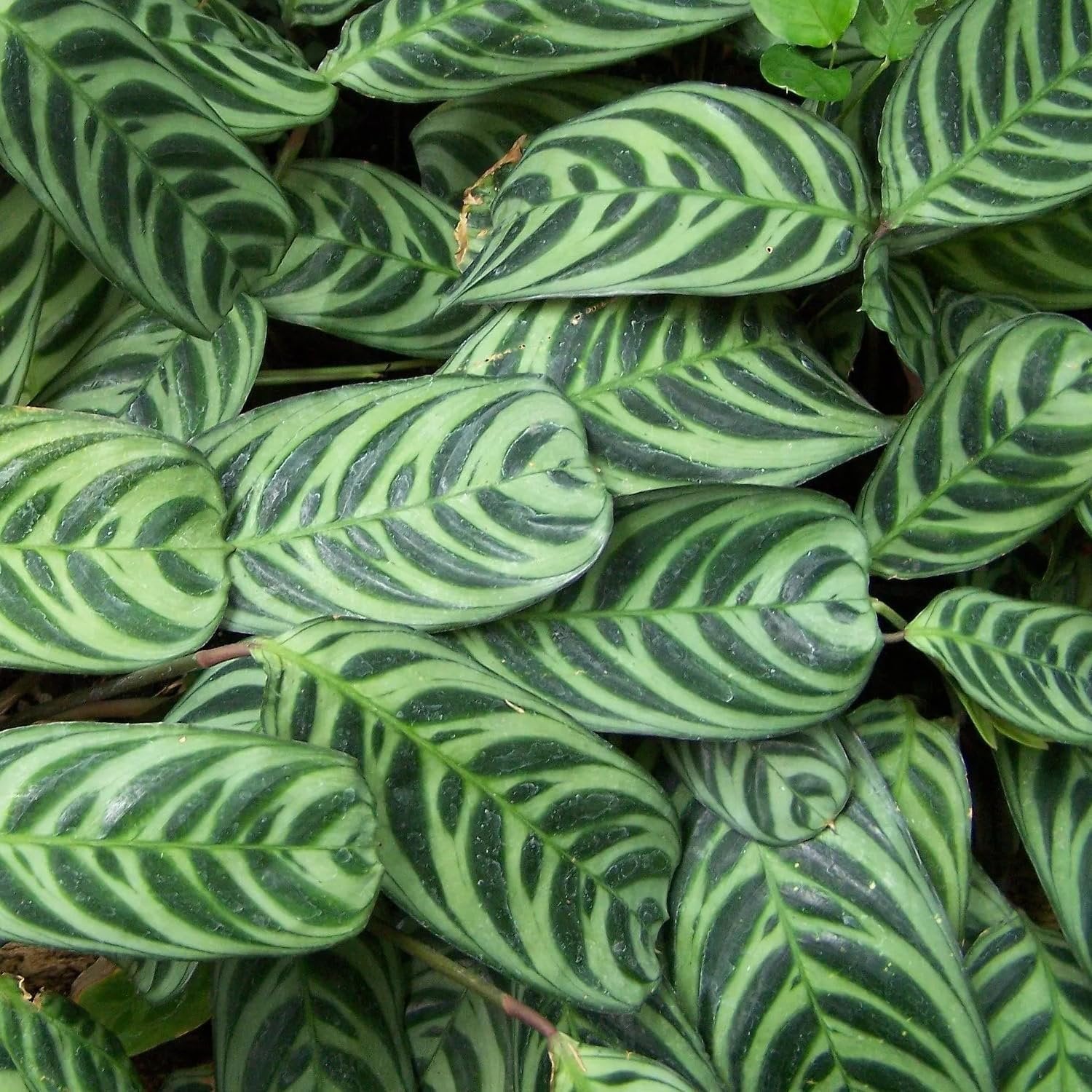 burle marx calathea live plant in a 6 inch pot Calathea Burle Marx - Live Plant in a 6 Inch Pot - Calathea Burlemarmii