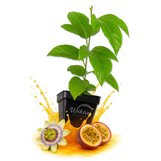 Purple Possum Passion Fruit Plant - Live Plants in 3 Inch Growers Pots - Passiflora Edulis - Edible Fruit Bearing Vine for The Patio and Garden