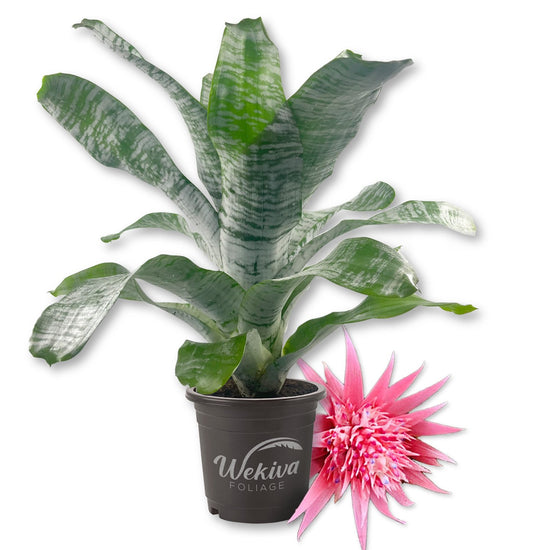 Silver Vase Bromeliad - Live Plant in a 6 Inch Pot - Aechmea Fasciata - Rare Indoor Outdoor Tropical Houseplant