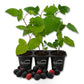 Blackberry Plant - 3 Live Starter Plants - Rubus - Edible Fruit Bearing Bush for Patio and Garden