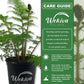 Australian Tree Fern - Live Plant in a 6 Inch Growers Pot - Sphaeropteris Cooperi - Tropical Fern for The Home and Garden
