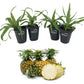 Pineapple Plant - 4 Live Starter Plants - Ananas Comosus - Edible and Fruit Bearing for Patio and Garden