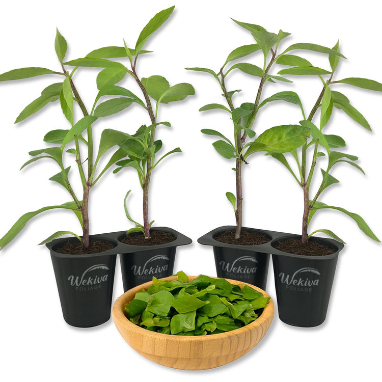 spinach plant indoors Longevity Spinach - Live Starter Plants - Gynura Procumbens