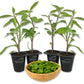 Longevity Spinach - Live Starter Plants - Gynura Procumbens - Grow Your Own Vegetables and Fruit in The Garden or Patio