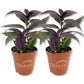 Persian Shield Plant - Live Starter Plants - Strobilanthes Dyerianus