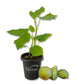 Fig Tree - 1 Live Starter Plant - Ficus Carica - Edible Fruit Tree for The Patio and Garden