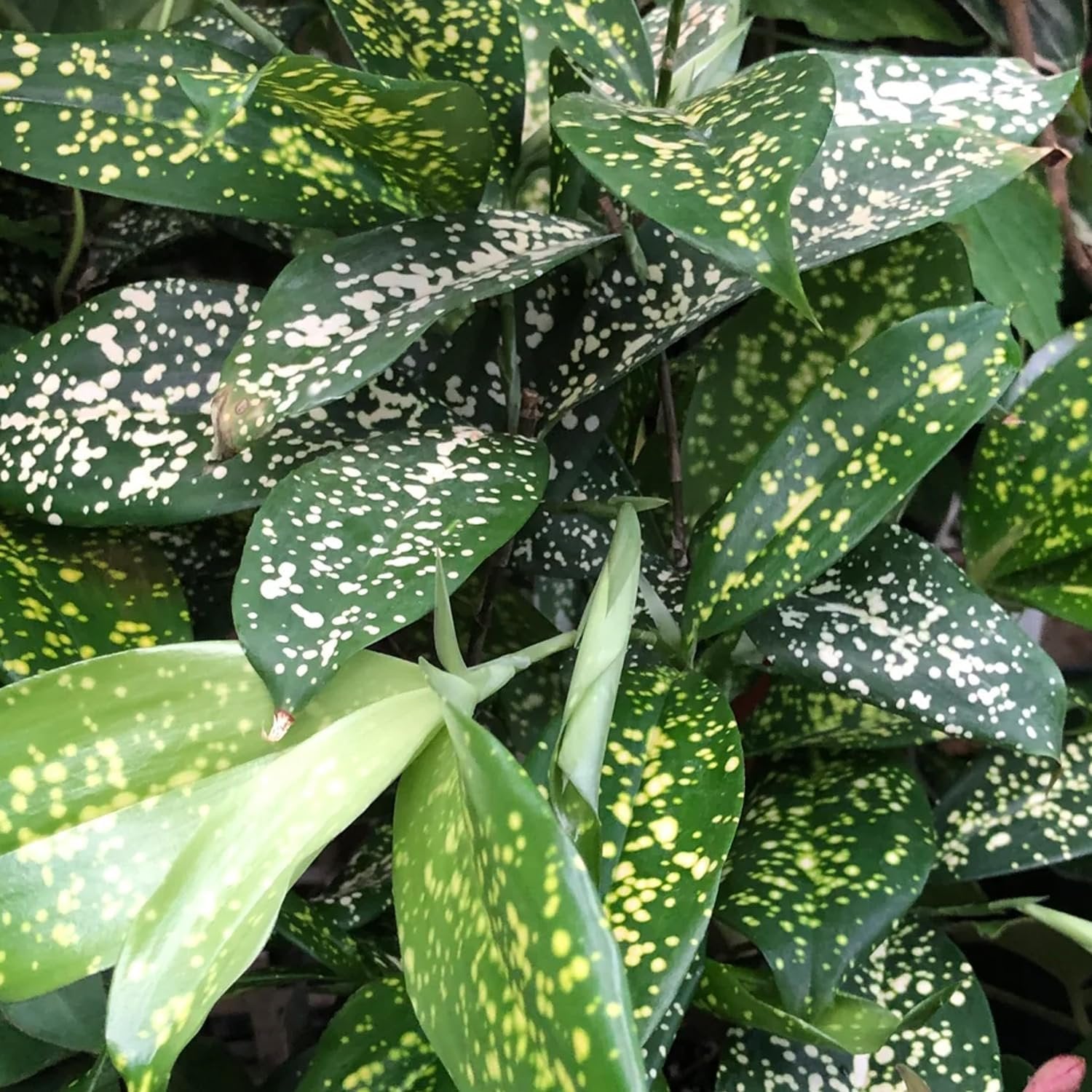 dracaena florida beauty humidity Dracaena Florida Beauty - Live Plant in a 6 Inch Growers Pot