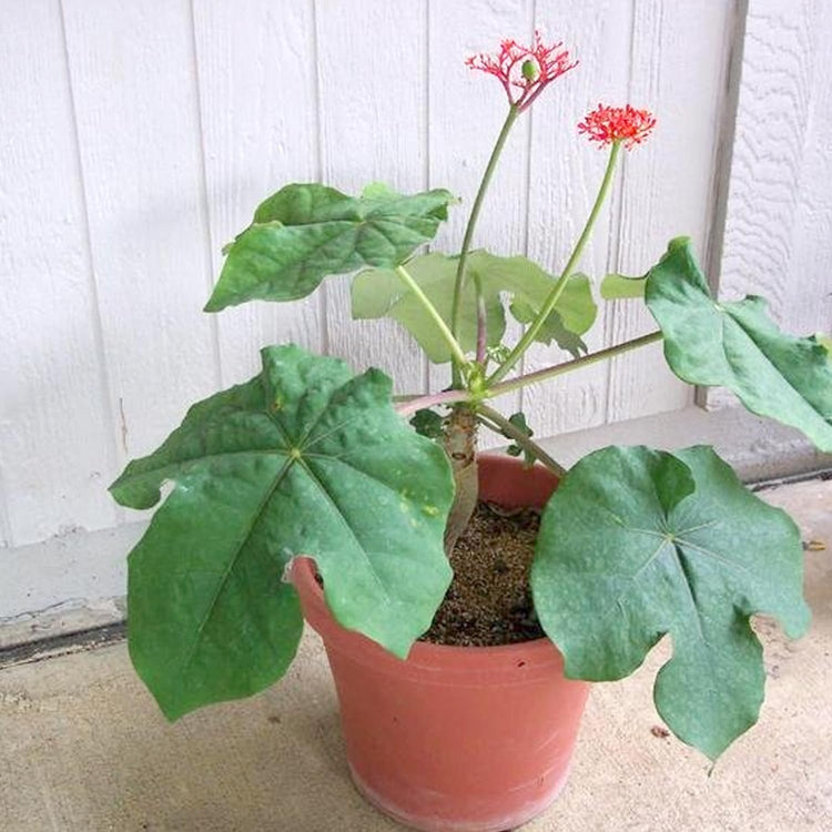 pot belly plant Buddha Belly Plant - Live Plants in 4 Inch Growers Pots