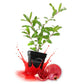 Salavatski Pomegranate Tree - Live Plants in 3 Inch Growers Pots - Edible Fruit Bearing Tree for The Patio and Garden