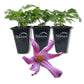 Clematis Alionushka - Live Starter Plants in 2 Inch Growers Pots - Starter Plants Ready for The Garden - Rare Clematis for Collectors