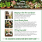Candy Barrel Cactus - Live Starter Plants - Farocactus Histrix - Compact Easy Care Houseplant