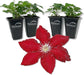 Clematis Rebecca - Live Starter Plants in 2 Inch Growers Pots - Starter Plants Ready for The Garden - Rare Clematis for Collectors