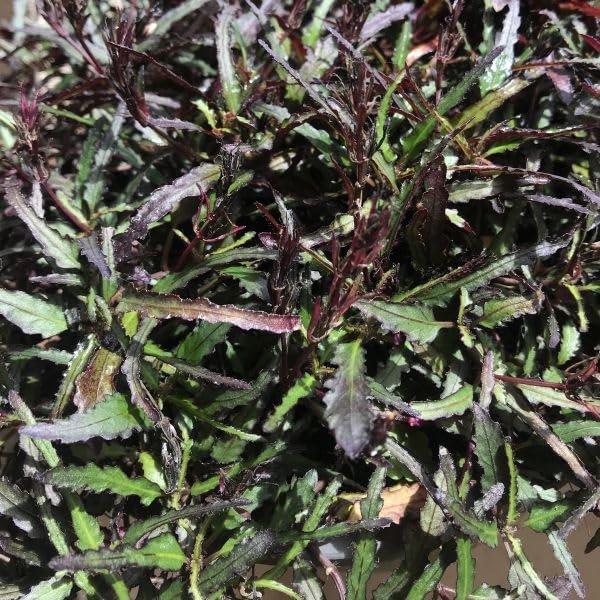 dragon's tongue succulent Dragon's Tongue Plant - Live Starter Plants in 2 Inch Grower's Pots - Hemigraphis Repanda