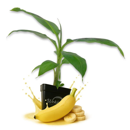 Goldfinger Banana Tree - Live Plants in 3 Inch Growers Pots - Musa Acuminata x Balbisiana - Edible Fruit Bearing Tree for The Patio and Garden