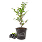 Sabara Jaboticaba Tree - 1 Live Plant in a 4 Inch Growers Pot - Plinia Cauliflora - Edible Fruit Trees from Florida