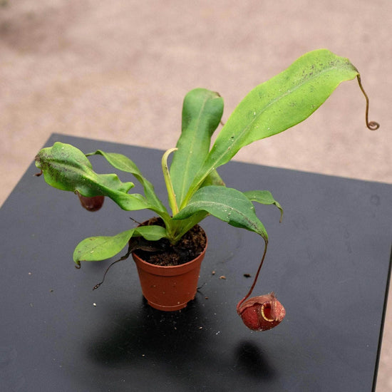 Black Barrel Carnivorous Pitcher Plant - Live Starter Plants - Nepenthes Ventricosa x Ampullaries - Beautiful Bold Color Houseplant