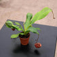 Black Barrel Carnivorous Pitcher Plant - Live Starter Plants - Nepenthes Ventricosa x Ampullaries - Beautiful Bold Color Houseplant
