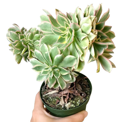 Crested Aeonium Sunburst - 1 Live Plant in a 4 Inch Pot - Aeonium Cristata - Extremely Rare Indoor Houseplant