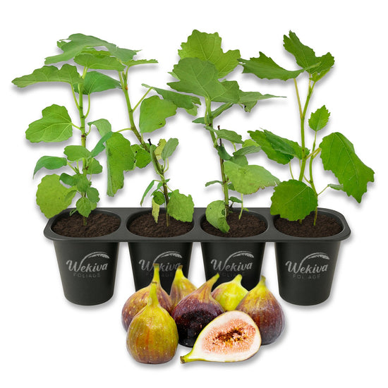 Fig Tree - 4 Live Starter Plants - Ficus Carica - Edible Fruit Tree for The Patio and Garden