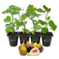 Fig Tree - 4 Live Starter Plants - Ficus Carica - Edible Fruit Tree for The Patio and Garden