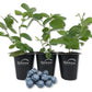 Blueberry Plant - 3 Live Starter Plants - Vaccinium - Edible Fruit Bearing Bush for The Patio and Garden