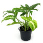 Syngonium Black Velvet - Live Plant in a 4 Inch Pot - Syngonium Wendlandii - Stunning Houseplant with Unique Foliage - The Perfect Air Purifying Houseplant Companion