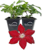 Clematis Rebecca - Live Starter Plants in 2 Inch Growers Pots - Starter Plants Ready for The Garden - Rare Clematis for Collectors