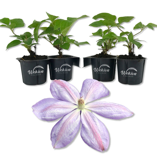 Clematis Miss Cholmondeley - Live Starter Plants in 2 Inch Growers Pots - Starter Plants Ready for The Garden - Beautiful Lavender Flowering Vine
