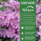 Clematis Comtesse De Bouchaud - Live Starter Plants in 2 Inch Growers Pots - Starter Plants Ready for The Garden - Rare Clematis for Collectors