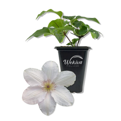 Clematis Guernsey Flute - Live Starter Plants in 2 Inch Growers Pots - Starter Plants Ready for The Garden - Rare Clematis for Collectors
