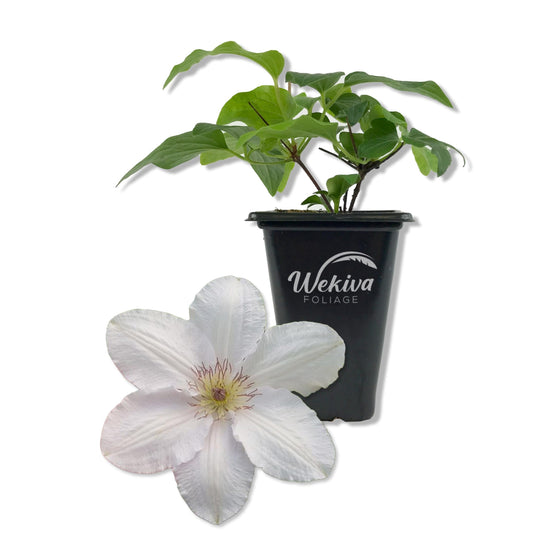 Clematis Guernsey Flute - Live Starter Plants in 2 Inch Growers Pots - Starter Plants Ready for The Garden - Rare Clematis for Collectors