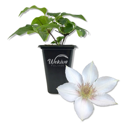 Clematis Corinne - Live Starter Plants in 2 Inch Growers Pots - Starter Plants Ready for The Garden - Rare Clematis for Collectors