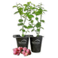 Blueberry Plant - 2 Live Starter Plants - Vaccinium - Edible Fruit Bearing Bush for The Patio and Garden
