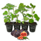 Fig Tree - 4 Live Starter Plants - Ficus Carica - Edible Fruit Tree for The Patio and Garden